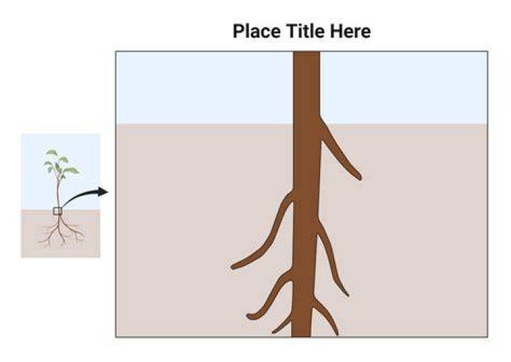 root layout
